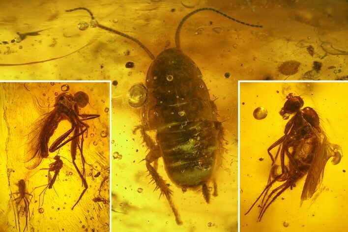 Fossil Flies (Diptera) and a Cockroach (Blattoidea) In Baltic Amber